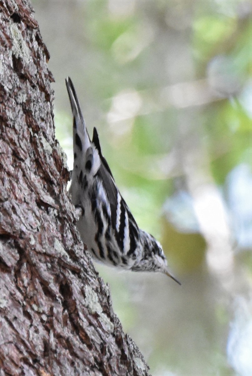 Black-and-white Warbler - Robert Bradley