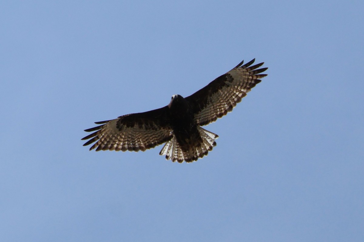 Red-tailed Hawk (Harlan's) - ML616447164