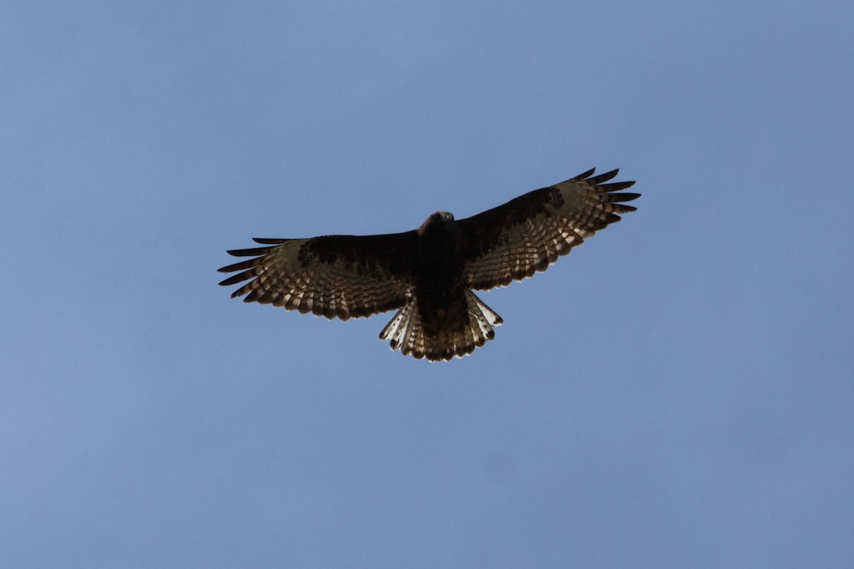 Red-tailed Hawk (Harlan's) - ML616447165