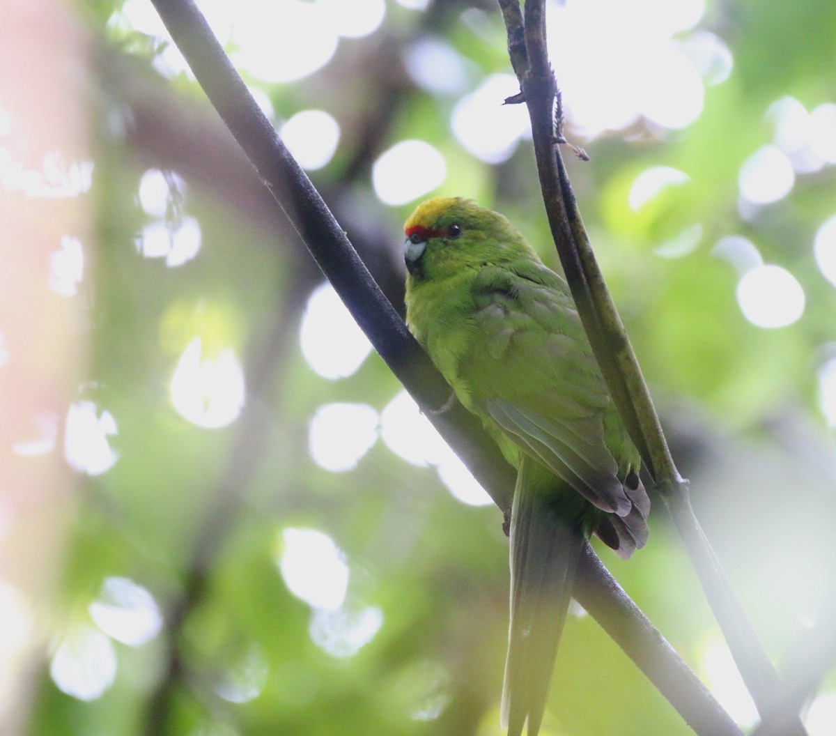 Yellow-crowned Parakeet - Brendan Cook