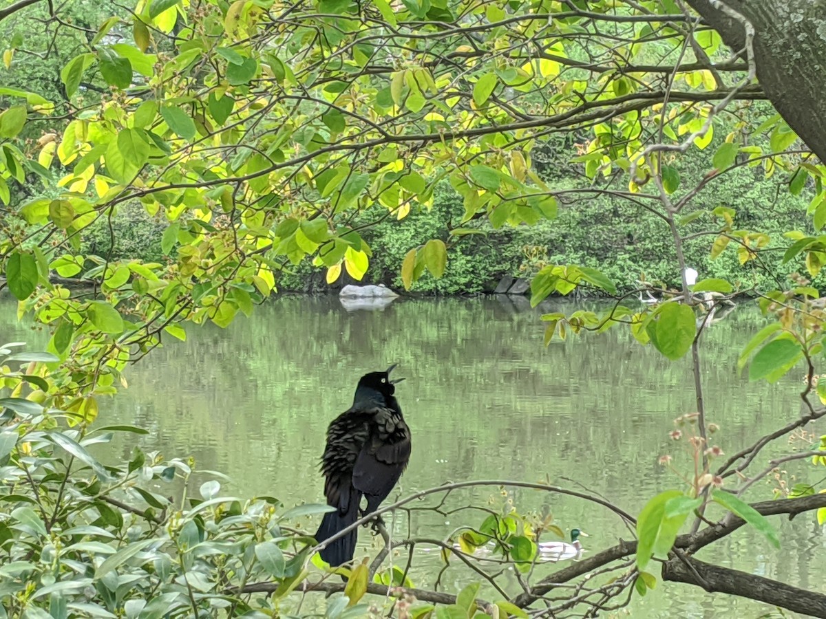 Common Grackle - ML616447189