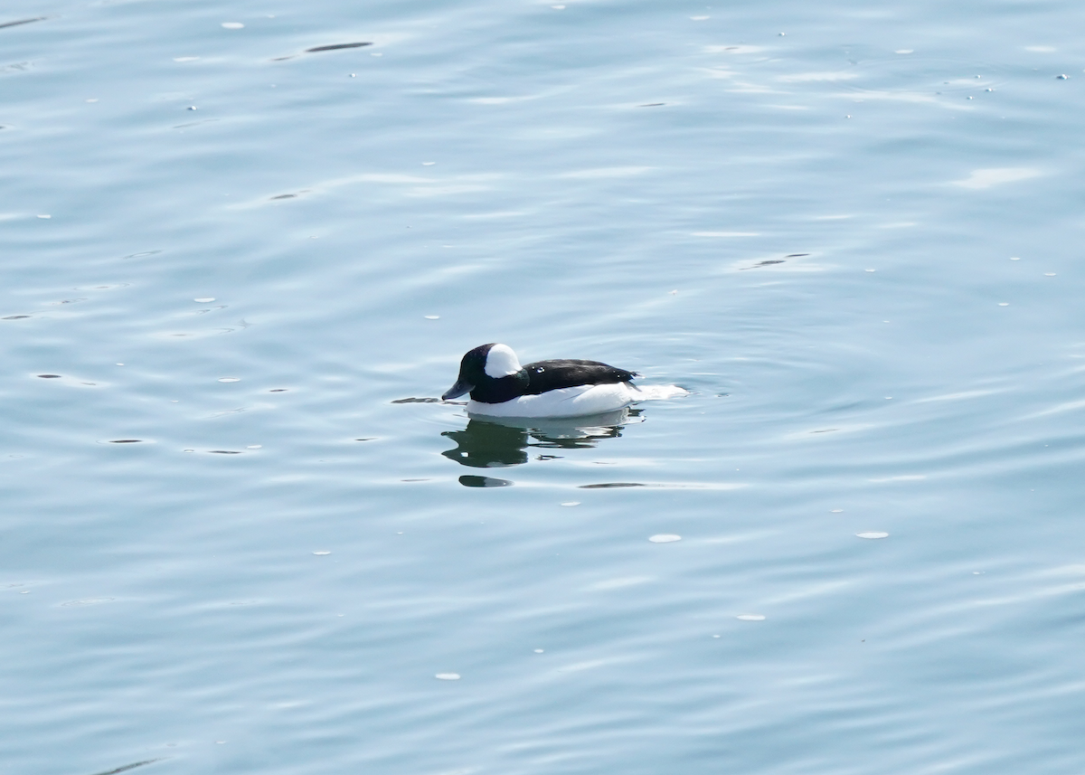 Bufflehead - ML616447211