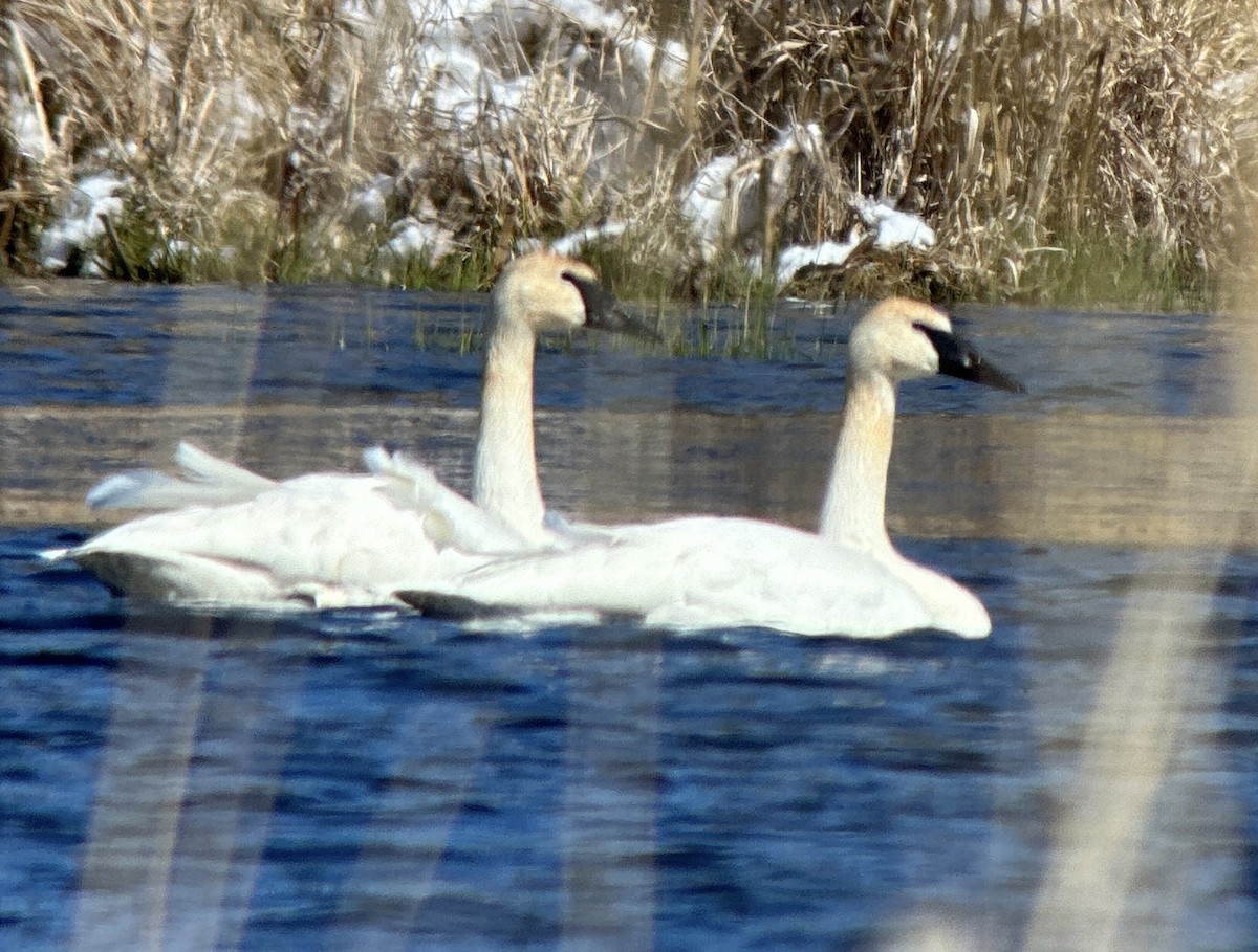 Trumpeter Swan - Robert Mead