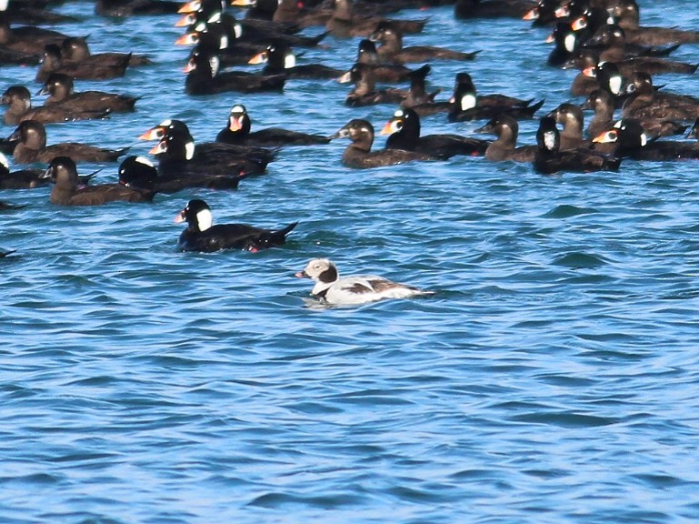 Long-tailed Duck - ML616447338