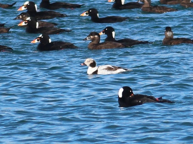 Long-tailed Duck - ML616447339