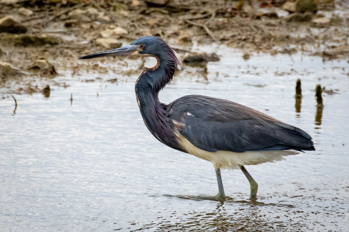 Tricolored Heron - Laurie Sheppard
