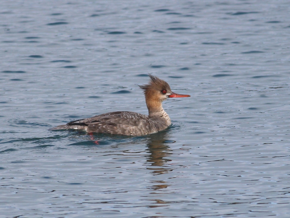 Red-breasted Merganser - ML616447364