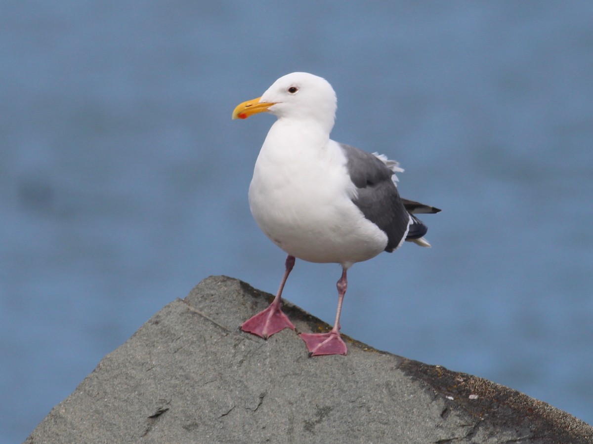 Western Gull - Kyle Eckland