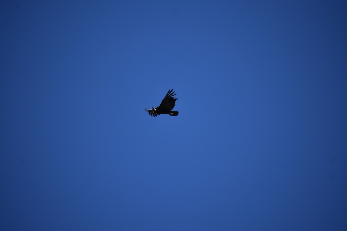 Condor des Andes - ML616447394
