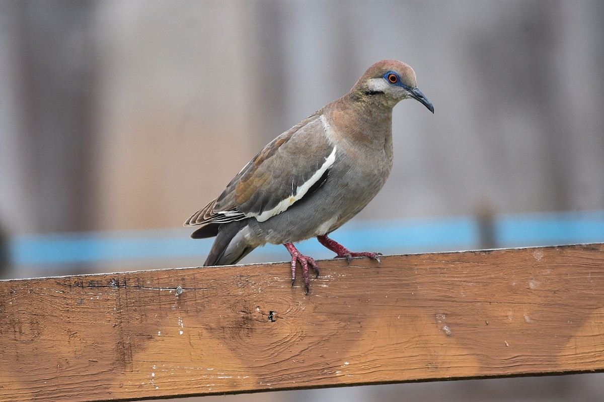 White-winged Dove - ML616447435