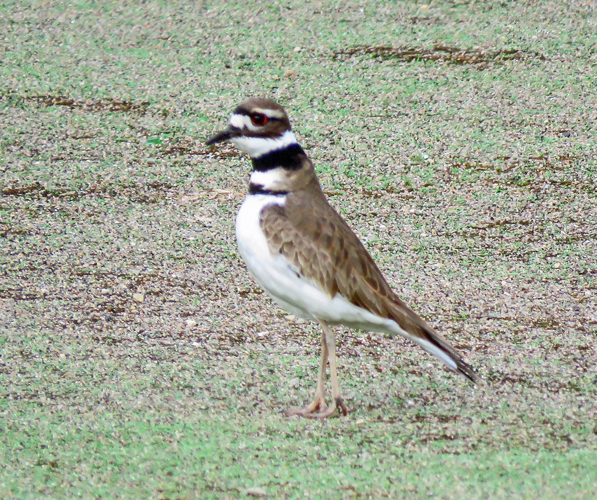 Killdeer - ML616447444