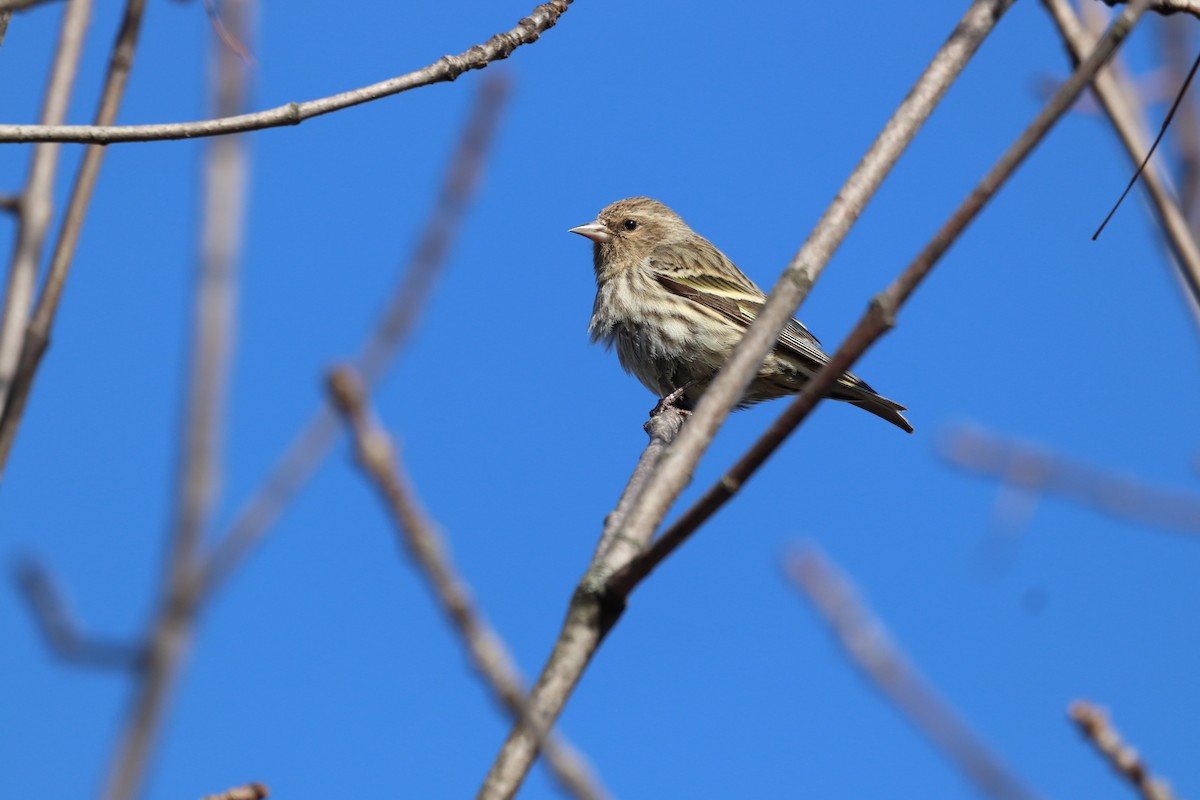 Pine Siskin - ML616447458