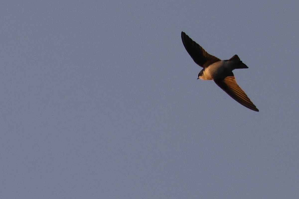 Tree Swallow - ML616447459