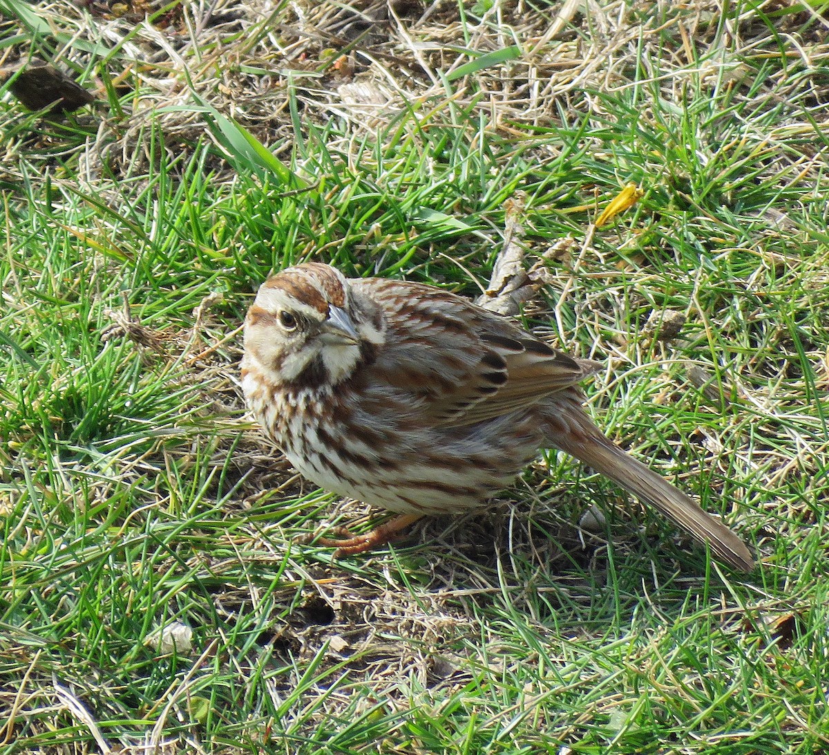 Song Sparrow - ML616447461