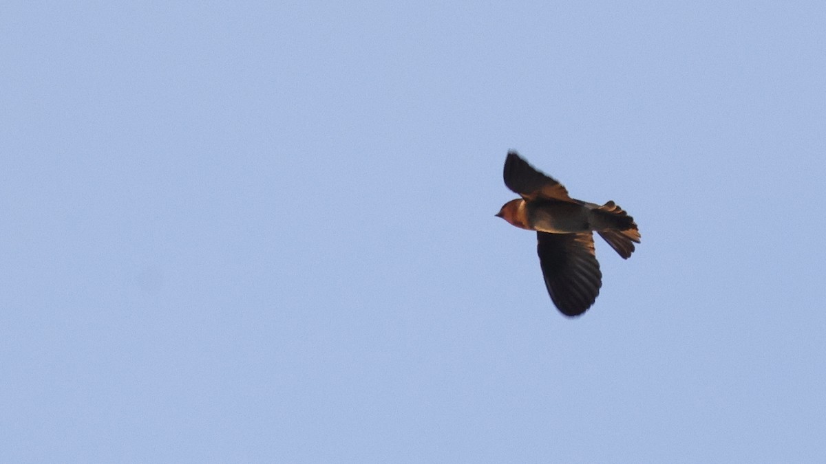 Cliff Swallow - ML616447468