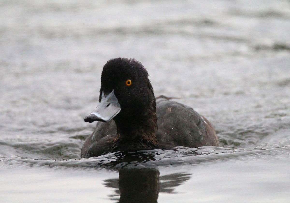 New Zealand Scaup - ML616447492