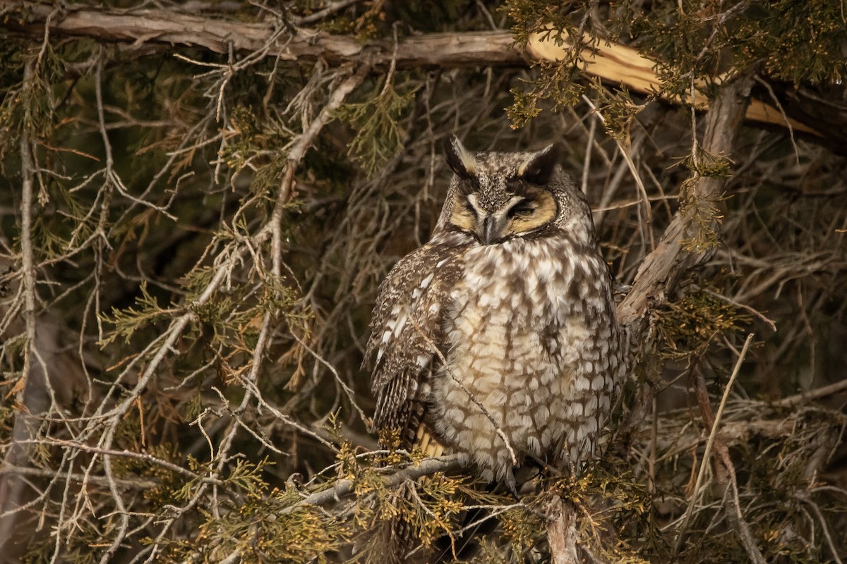 Long-eared Owl - C Buchanan