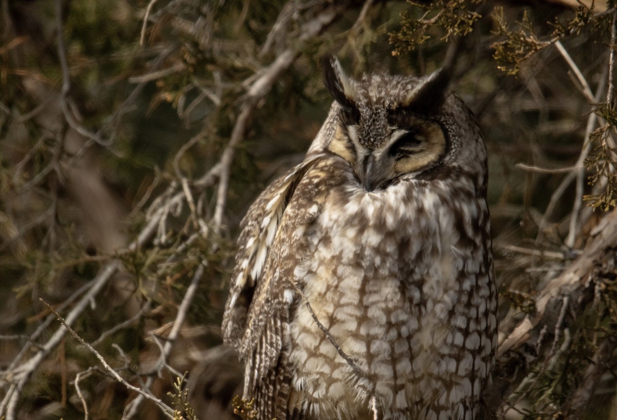 Long-eared Owl - C Buchanan