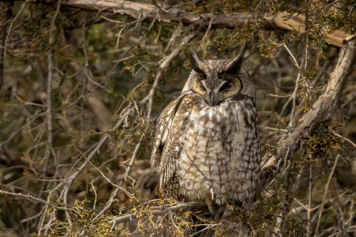 Long-eared Owl - C Buchanan