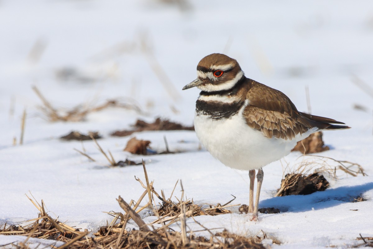 Killdeer - Lisa Bacon