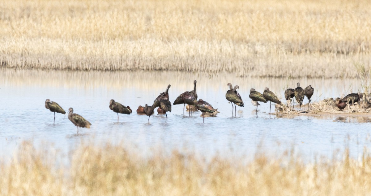 White-faced Ibis - ML616447563