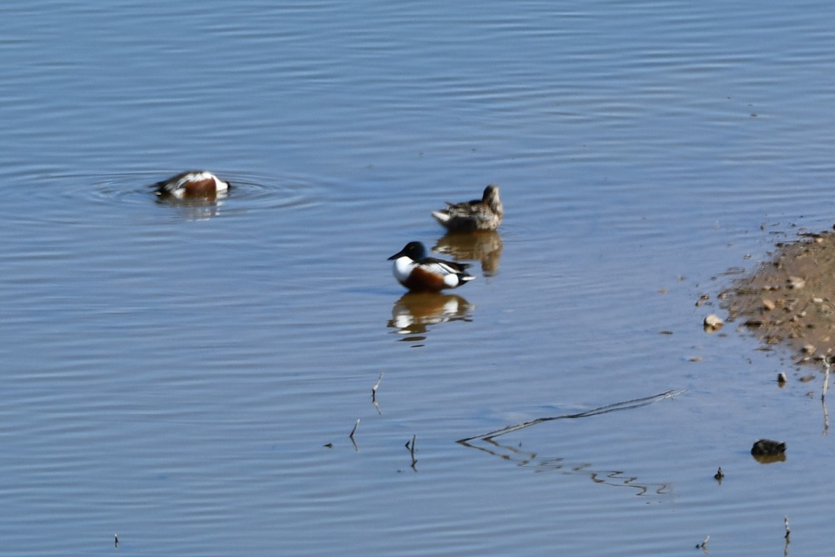 Northern Shoveler - ML616447572