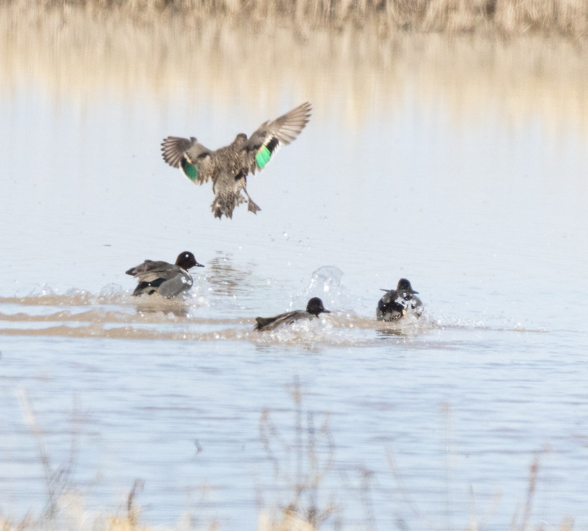 Green-winged Teal - ML616447573