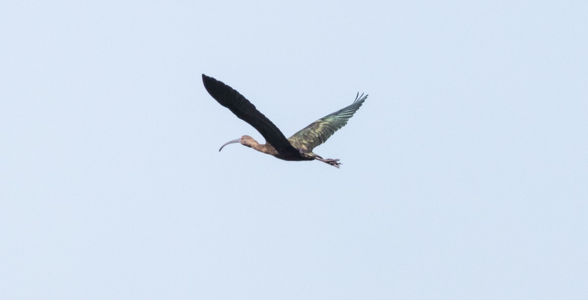 Ibis à face blanche - ML616447593