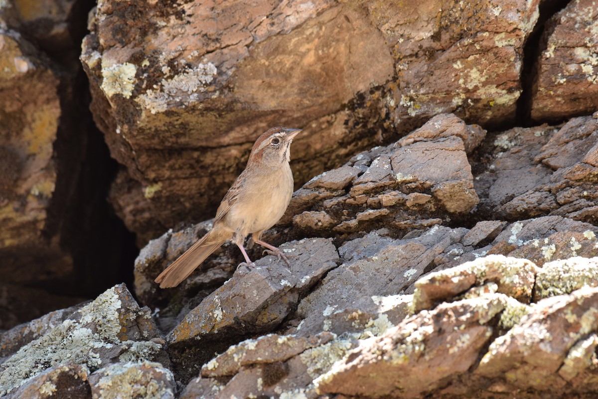 Rufous-crowned Sparrow - ML61644761