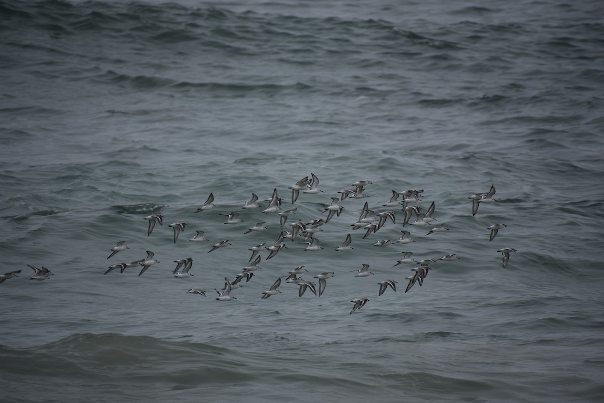 Bécasseau sanderling - ML616447634