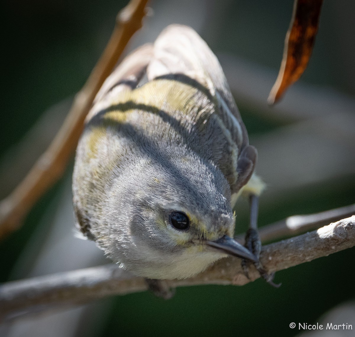 Vitelline Warbler - ML616447648