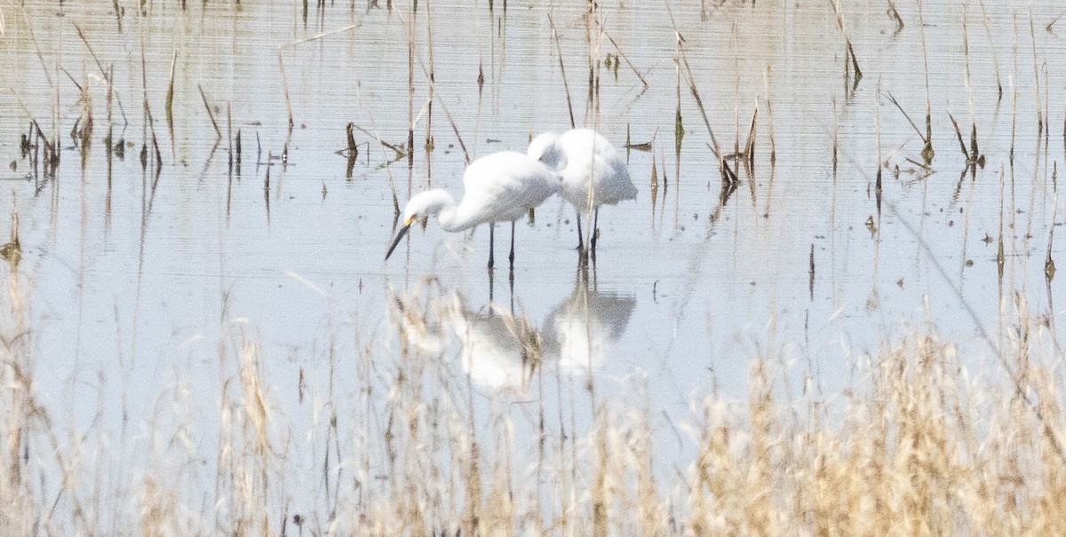 Snowy Egret - ML616447659