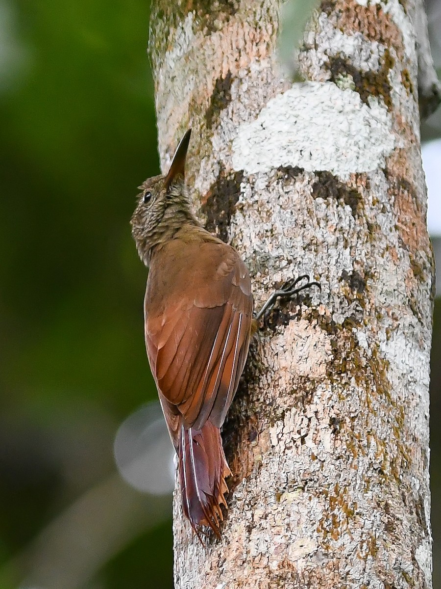 Amazonian Barred-Woodcreeper - ML616447663