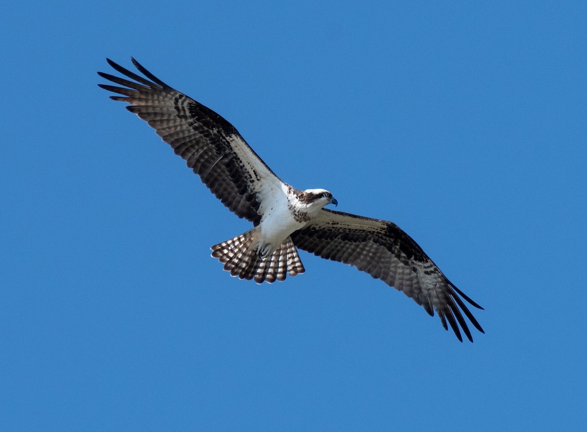 Osprey - Alison Davies