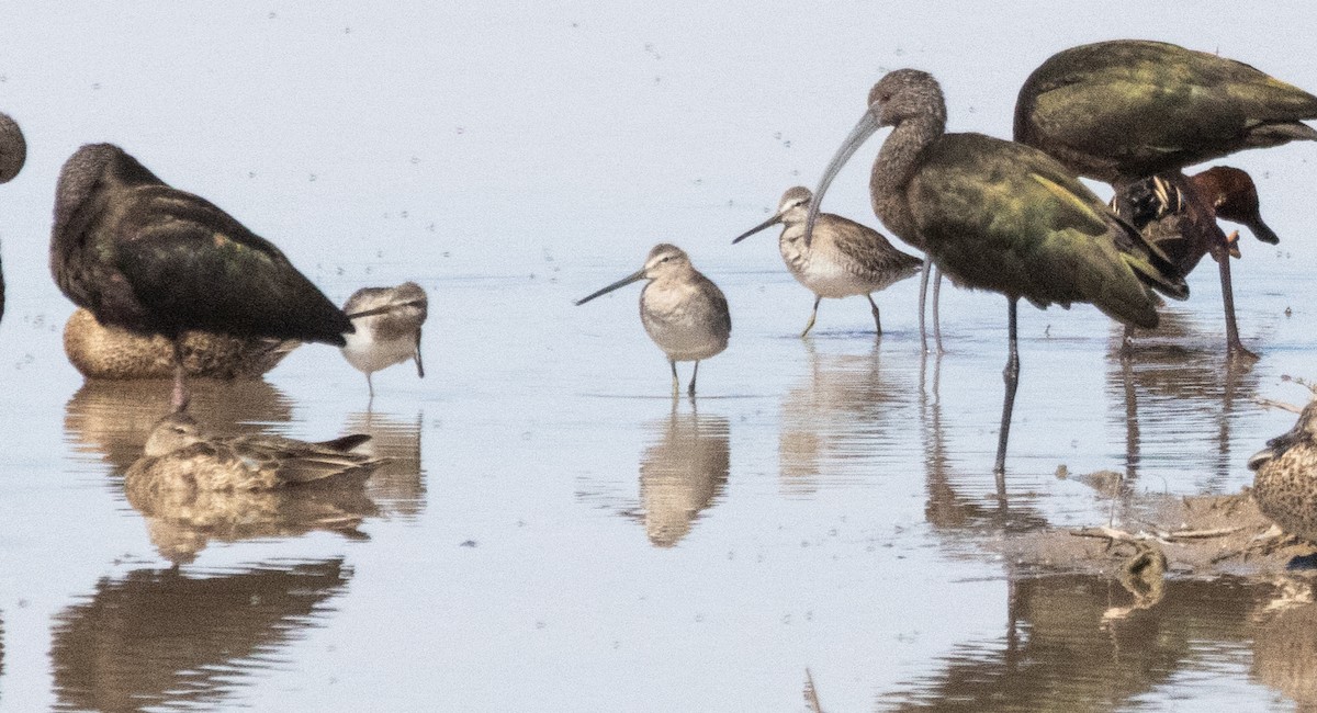 Long-billed Dowitcher - ML616447682