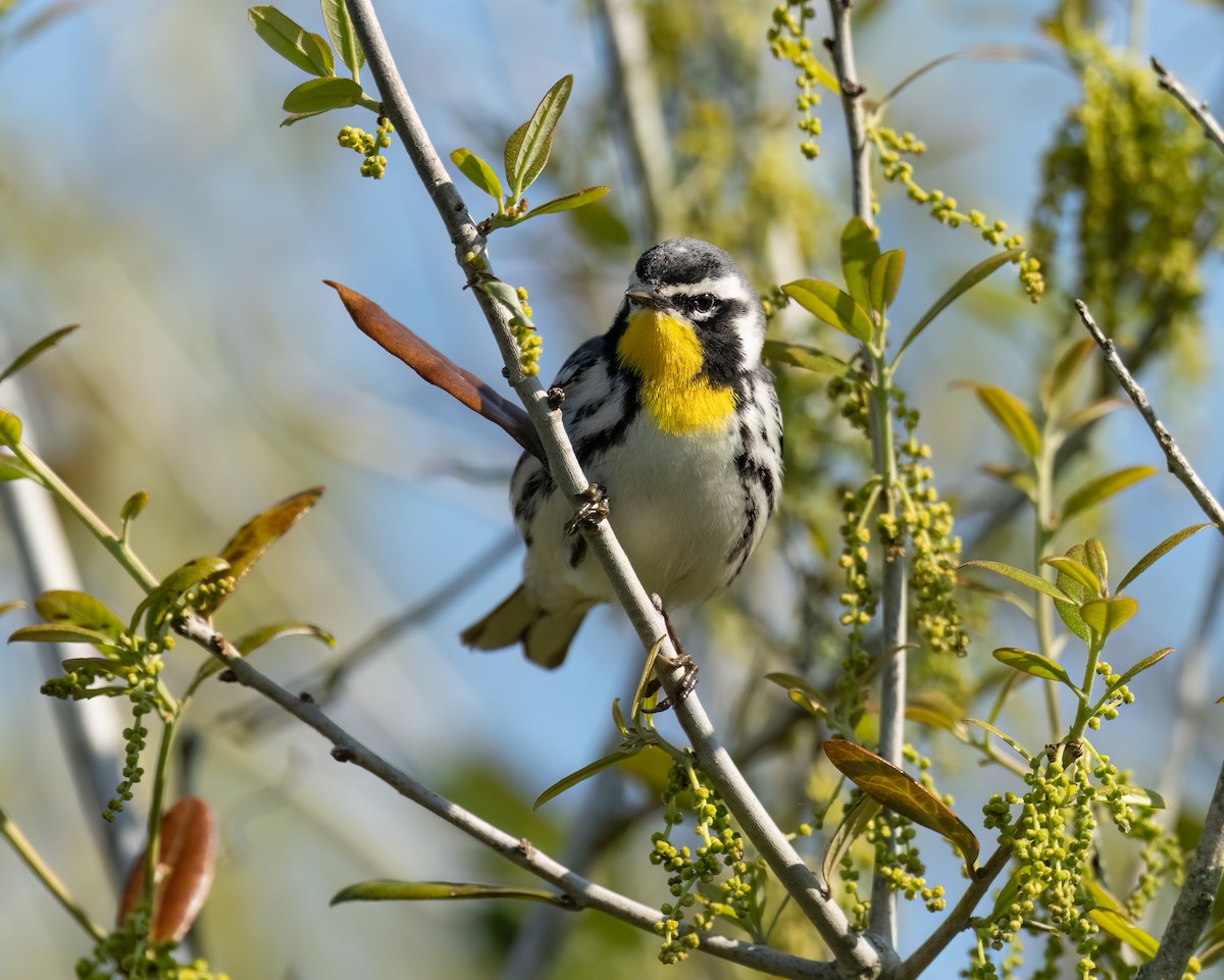 Yellow-throated Warbler - ML616447719