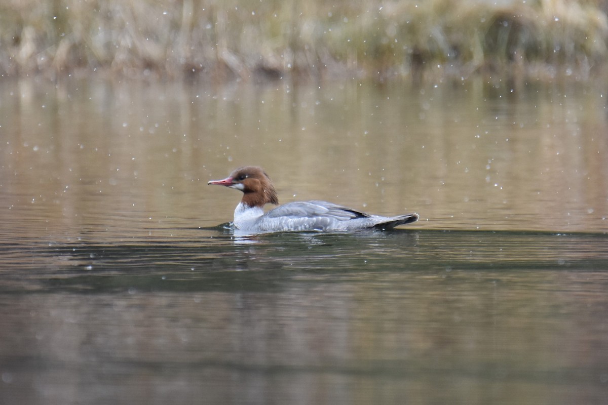 Common Merganser - ML616447740