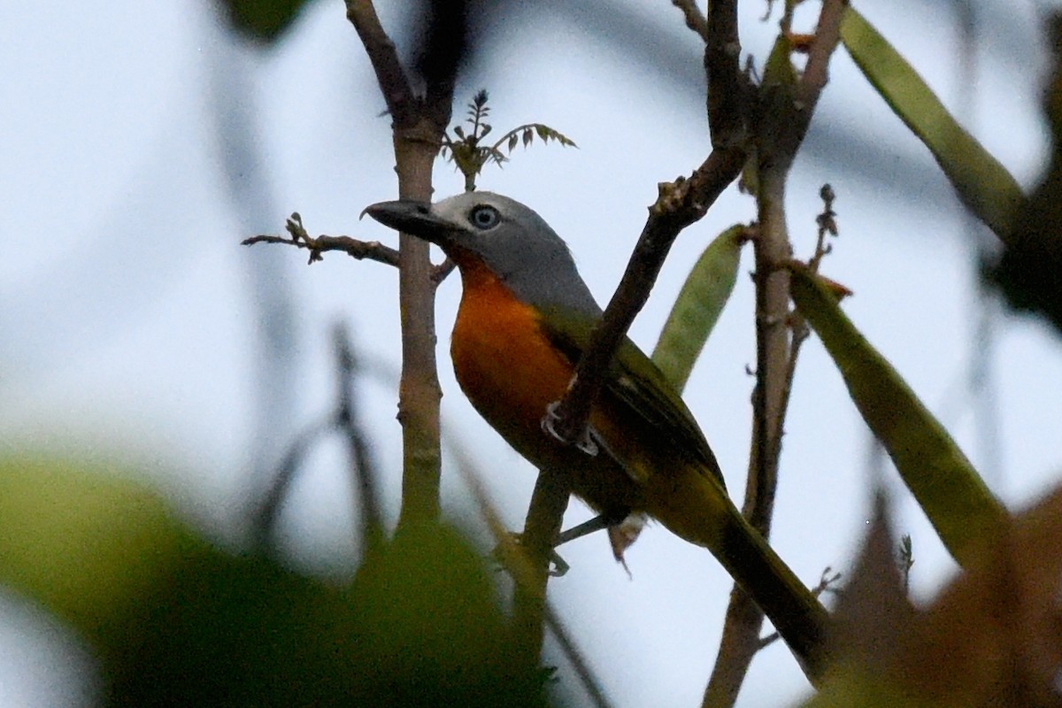 Fiery-breasted Bushshrike - ML616447766