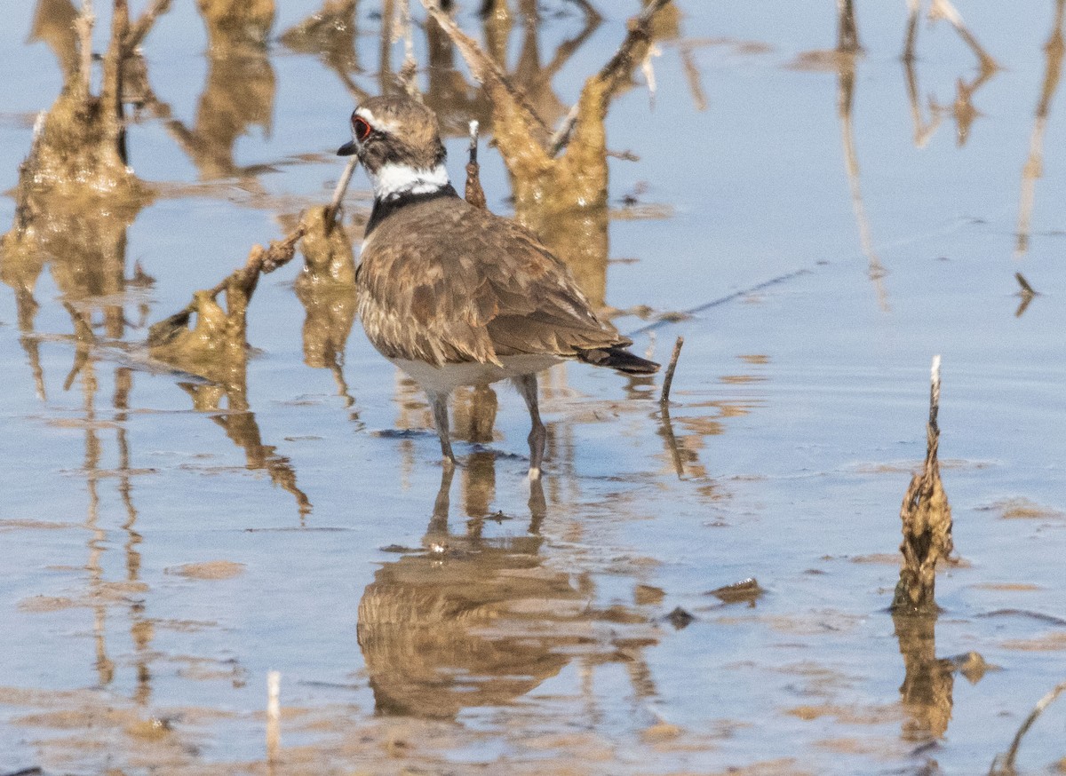 Killdeer - ML616447770