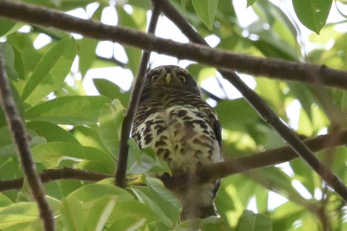 kulíšek africký (ssp. etchecopari) - ML616447845
