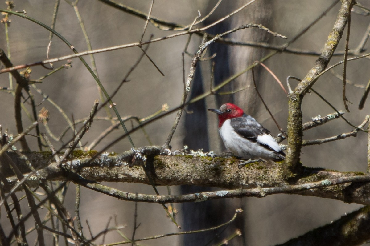Red-headed Woodpecker - Alex Bernzweig
