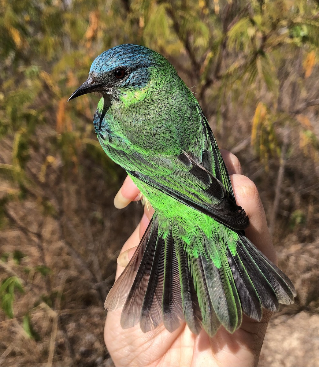 Blue Dacnis - ML616447892