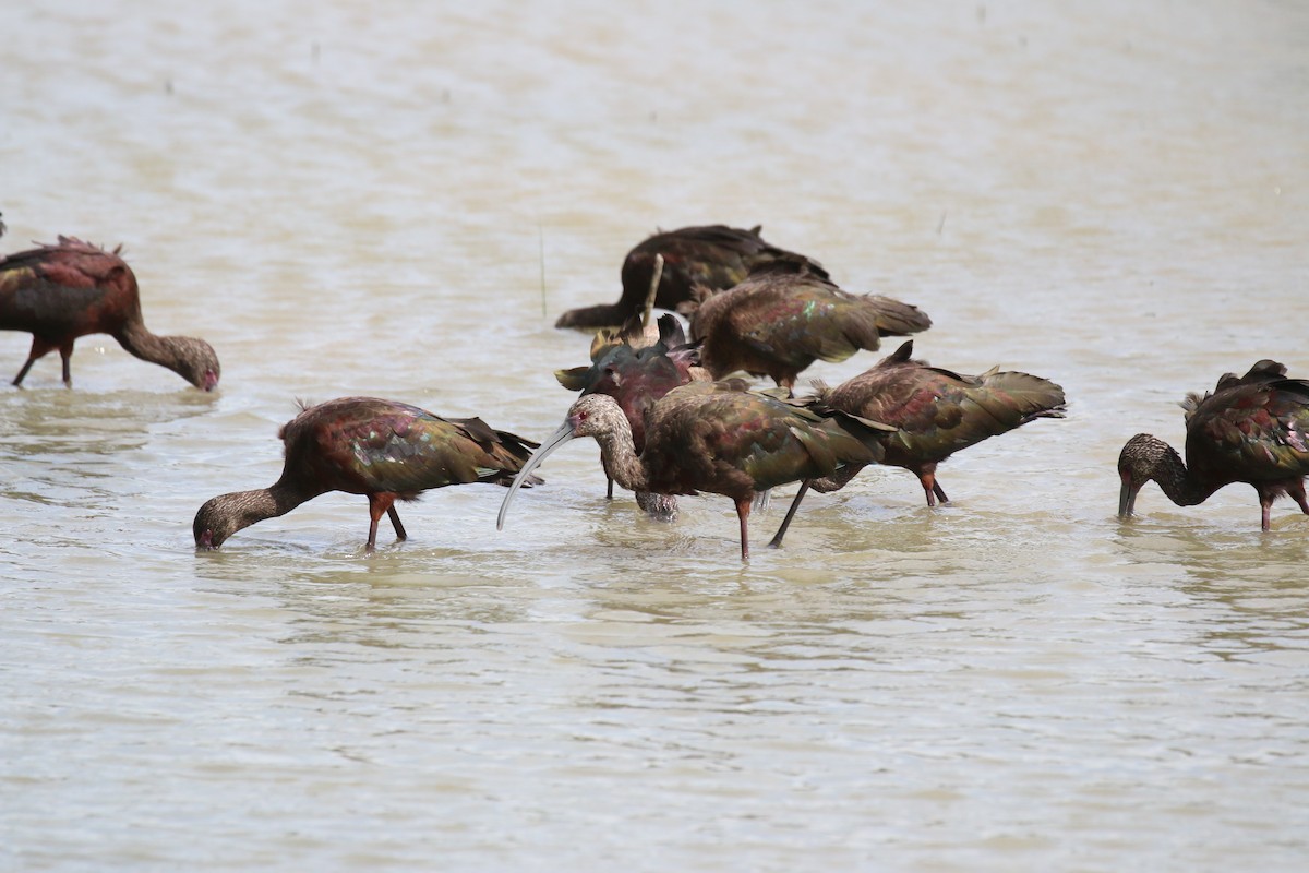 White-faced Ibis - David Carr