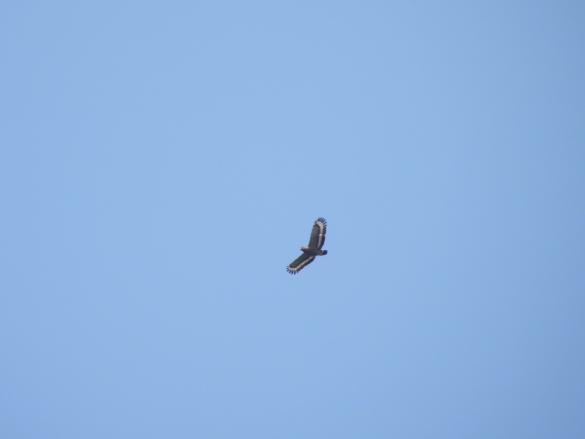 Crested Serpent-Eagle - Diane Bricmont