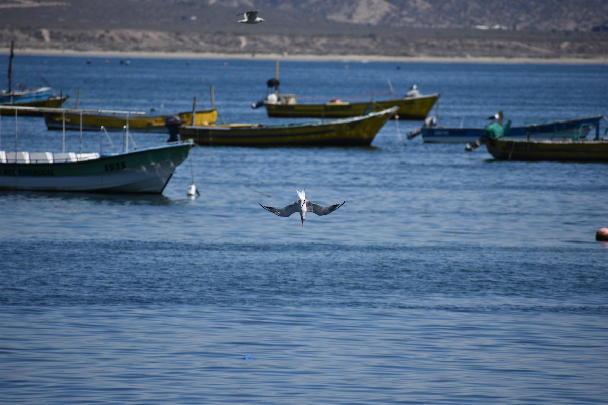 South American Tern - ML616447961