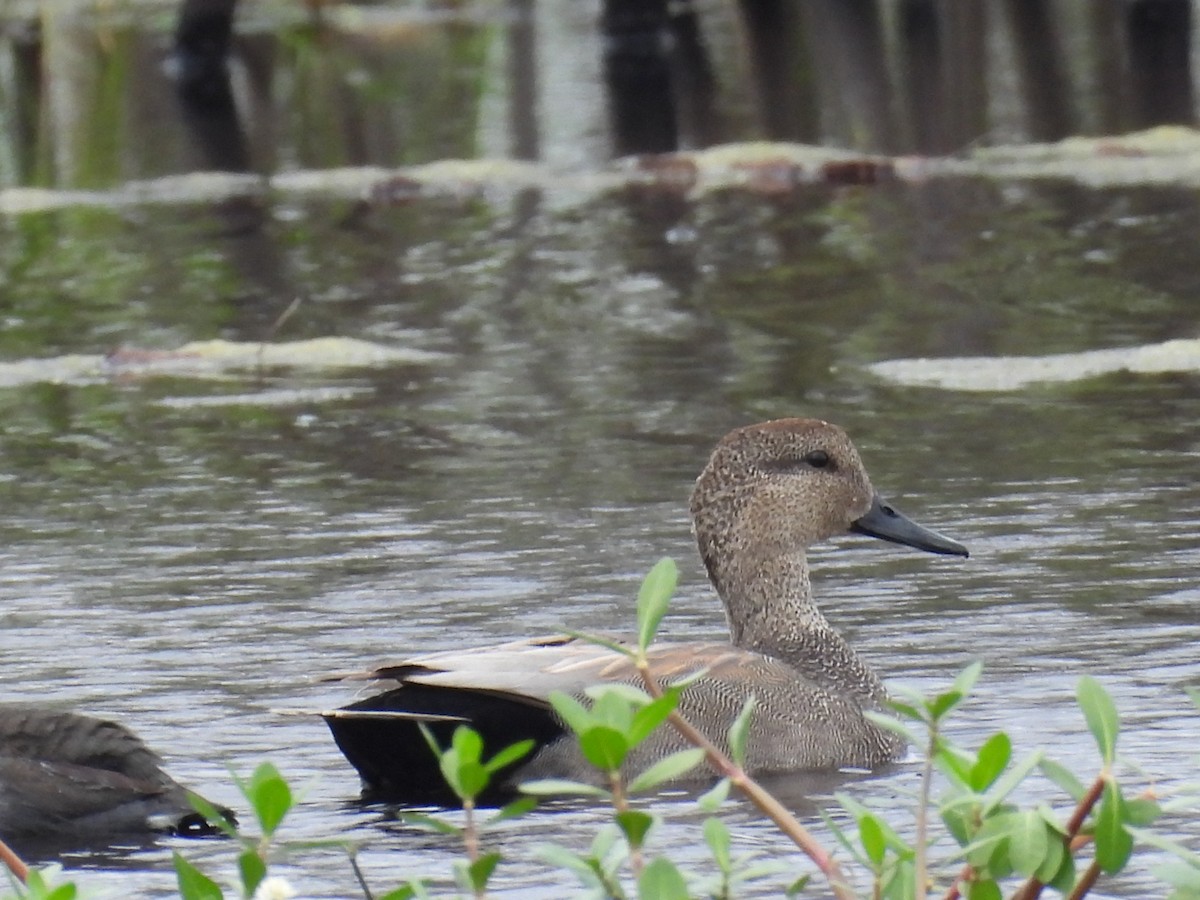 Gadwall - Kevin Sitton