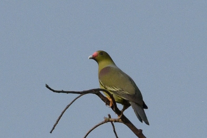 African Green-Pigeon - Nick Moore