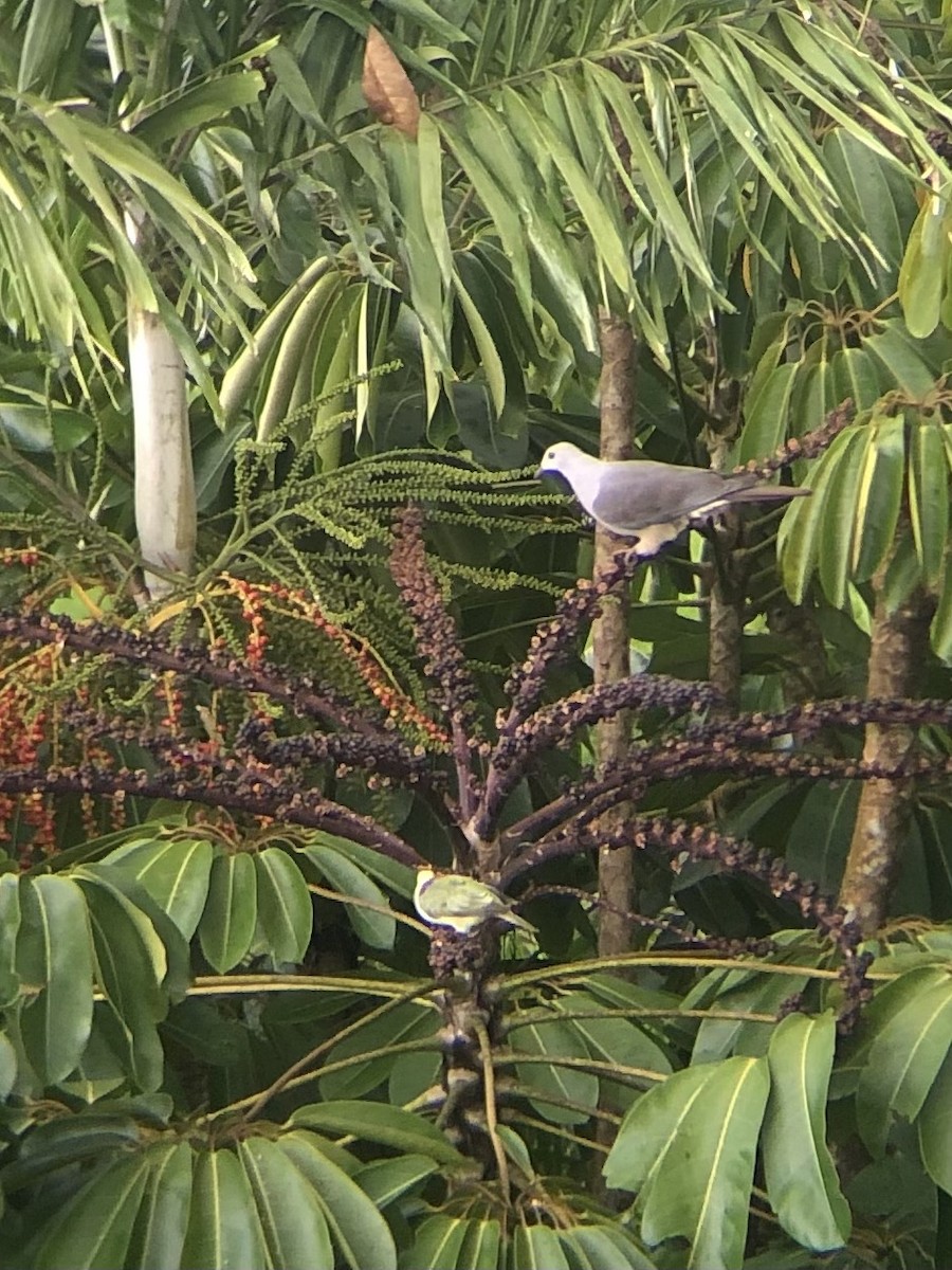 Фиджийский плодовый голубь - ML616448026