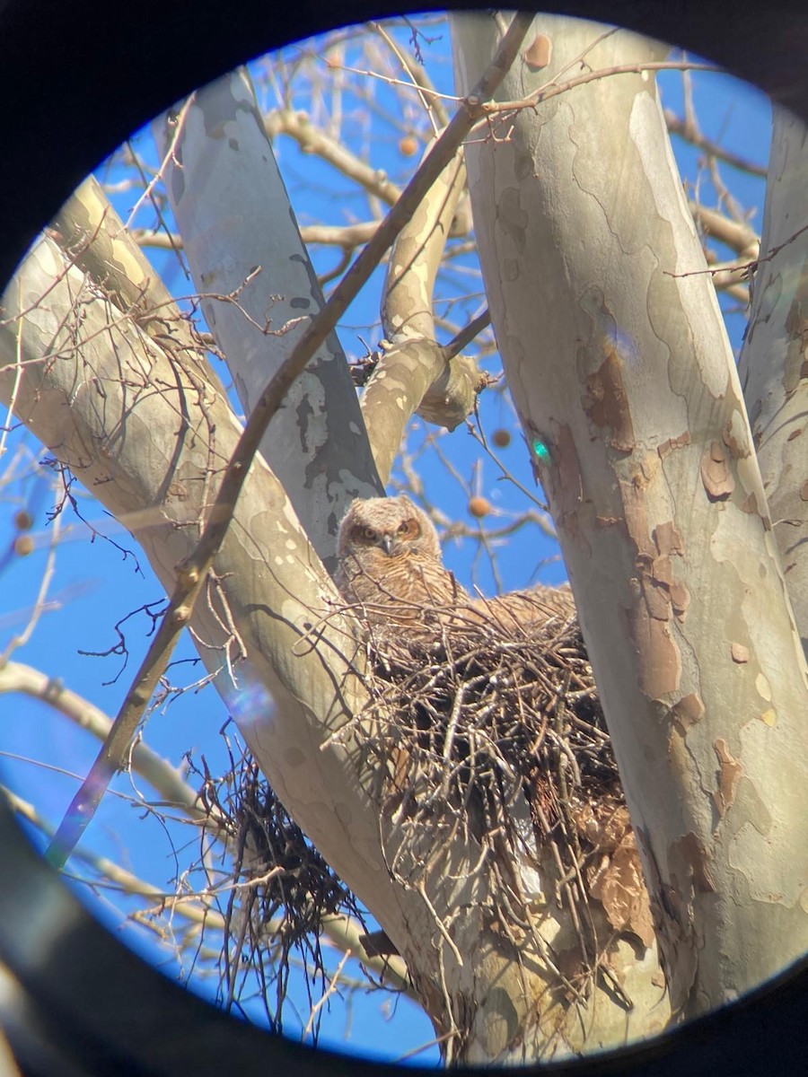 Great Horned Owl - ML616448037