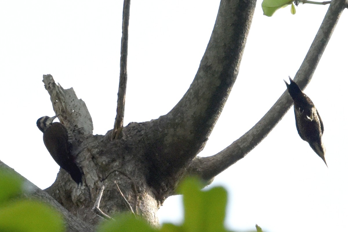 Fire-bellied Woodpecker - ML616448040